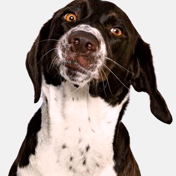 Pixel Pup Co - Pet Photography Near Me - Montrose, California