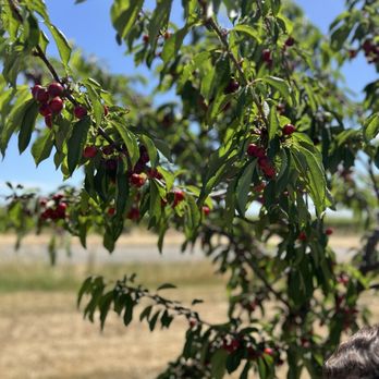 Daisy Creek Farms - Pick Your Own Farms Near Me - Galt, California