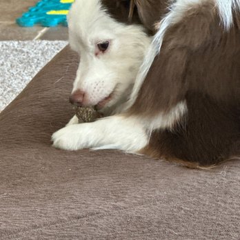 Pet Scene Bath and Boutique - Pet Groomers Near Me - Yucaipa, California