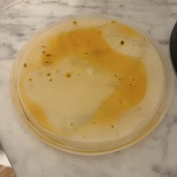 Fish Grill - Greasy not creamy chowder lid