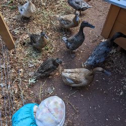Poppy Preschool - Ducks! Kids help collect the eggs and take care of the animals.