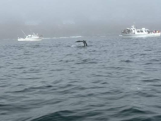 Whale's Tail Charters by null