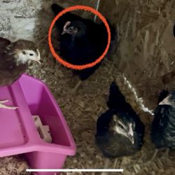 Wardle Feed & Pet Supply - A 4 week old "hen" with a large comb that turned out to be a rooster