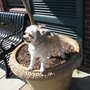 Photo of Auburn Ravine Dog Park