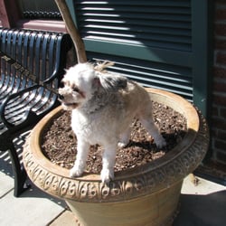Auburn Ravine Dog Park - Benji taking a break, sitting in a planter pot after taking a walk through Lincoln today.