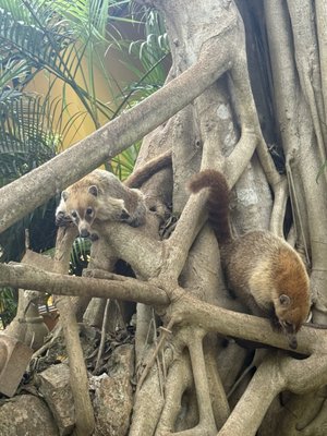 Hacienda Xcanatun, Angsana Heritage Collection by null