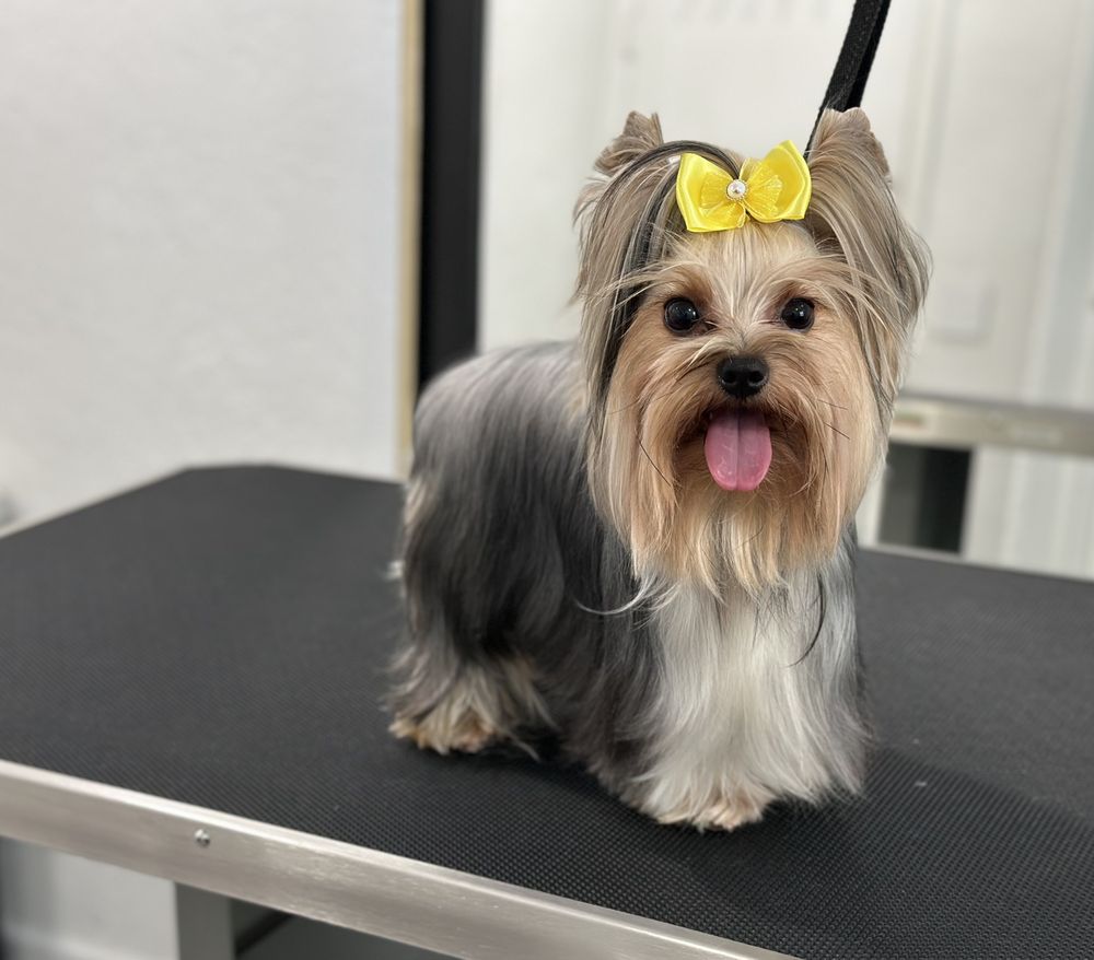 ALPHA GROOMING Updated July 2024 Request an Appointment 21 Photos