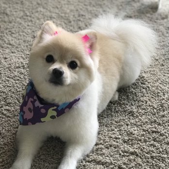 Mutt Cutts Dog Spa - Pet Groomers Near Me - Chino, California Mutt Cutts Dog Spa - Pet Groomers Near Me - Chino, California