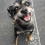 City-Paws