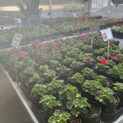 Thomsens Garden Center - Annuals