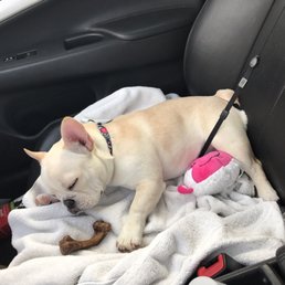 Lucy was exhausted after all the playing she did at her appointment Lucy was exhausted after all the playing she did at her appointment