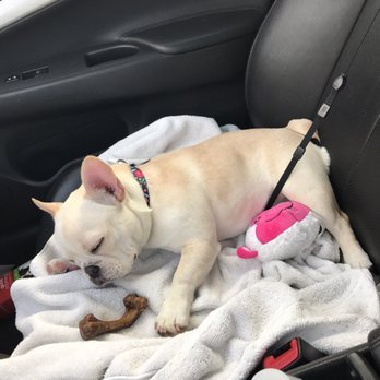 Banfield Pet Hospital - Lucy was exhausted after all the playing she did at her appointment - Veterinarians Near Me - Johnston, Rhode Island Banfield Pet Hospital - Lucy was exhausted after all the playing she did at her appointment - Veterinarians Near Me - Johnston, Rhode Island