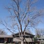 Photo of Rowan Tree Care