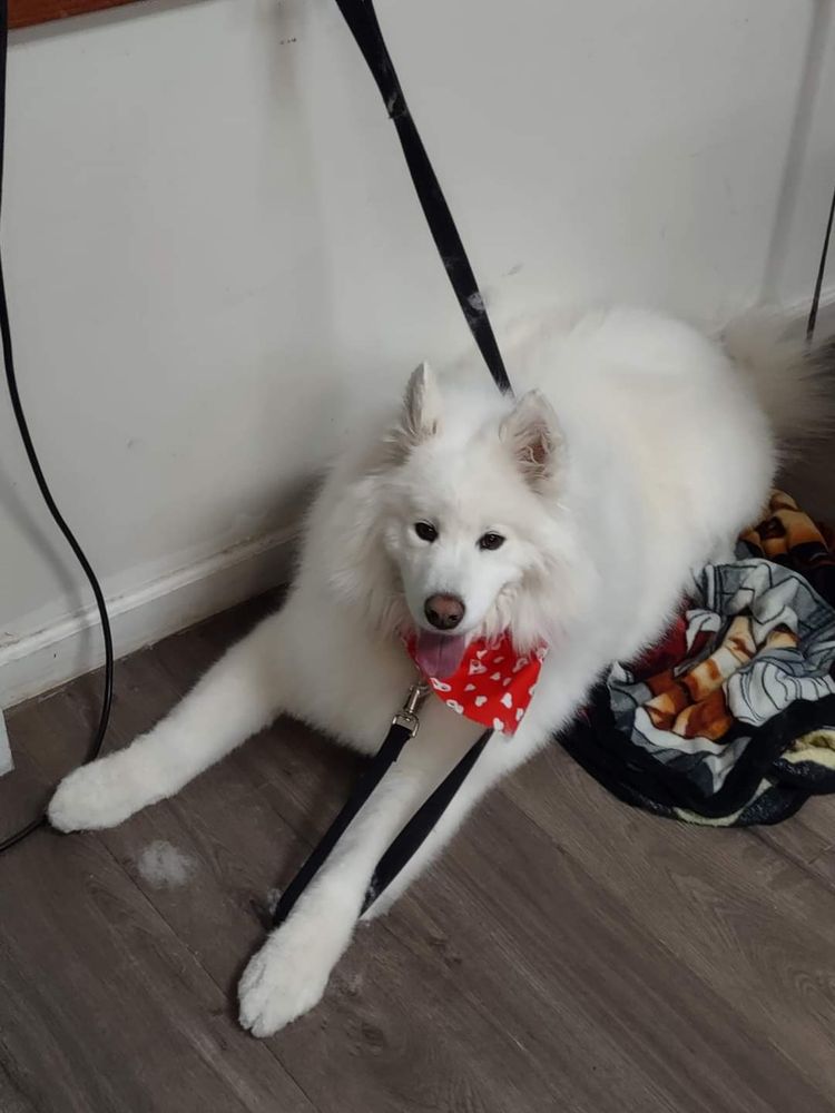 SCRUFFY TO FLUFFY PET GROOMING Updated October 2024 49 Photos