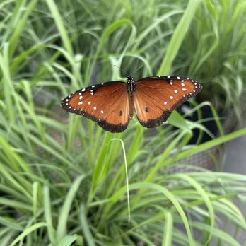 Flamingo Road Nursery - Nurseries & Gardening Near Me - Davie, Florida