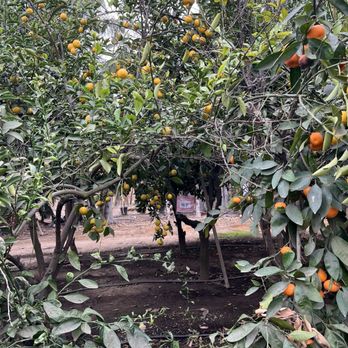 G & M Nursery - Nurseries & Gardening Near Me - Riverside, California