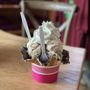 Photo of The Saco Scoop