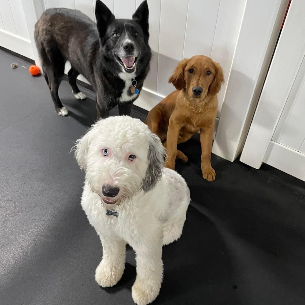 Pals for Pups - Puppies - Pet Sitting Near Me - Roselle, Illinois Pals for Pups - Puppies - Pet Sitting Near Me - Roselle, Illinois