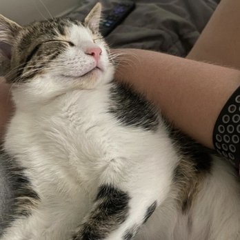 Dirty Little Paws Rescue - Our latest foster kitten Suzuki - now in a happy home where her owner touches base with us often. - Pet Adoption Near Me