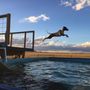 Photo of Fast Action Dogs