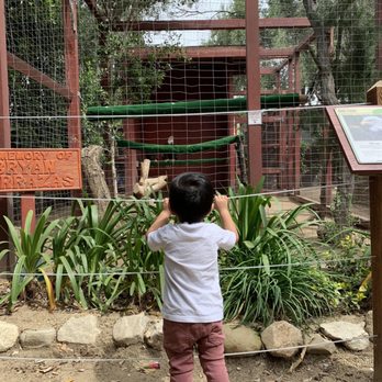 Wildlife Learning Center - The bald eagles are beautiful and can be see pretty closely. - Zoos Near Me - Sylmar, California Wildlife Learning Center - The bald eagles are beautiful and can be see pretty closely. - Zoos Near Me - Sylmar, California