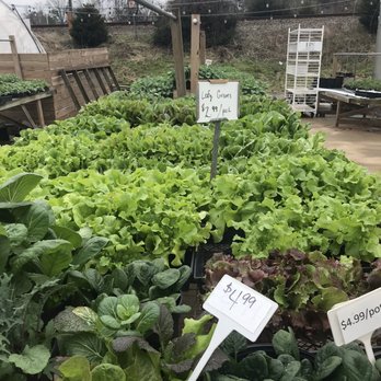Darnell's Garden Patch - Nurseries & Gardening Near Me - Orange, Virginia