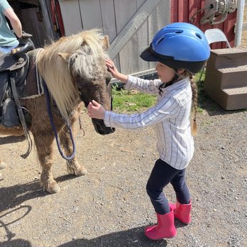Royal Horseshoe Farm - Sugar - Horseback Riding Near Me - Front Royal, Virginia