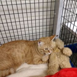 Sachse Animal Shelter