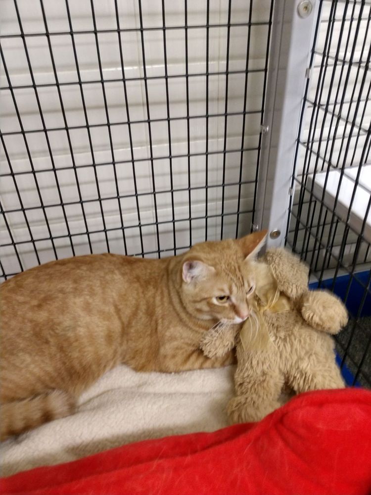 Sachse Animal Shelter Image