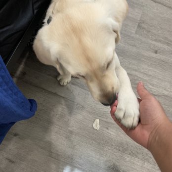 Susana Labradors - Buddy giving a hi five! - Pet Groomers Near Me - Simi Valley, California Susana Labradors - Buddy giving a hi five! - Pet Groomers Near Me - Simi Valley, California