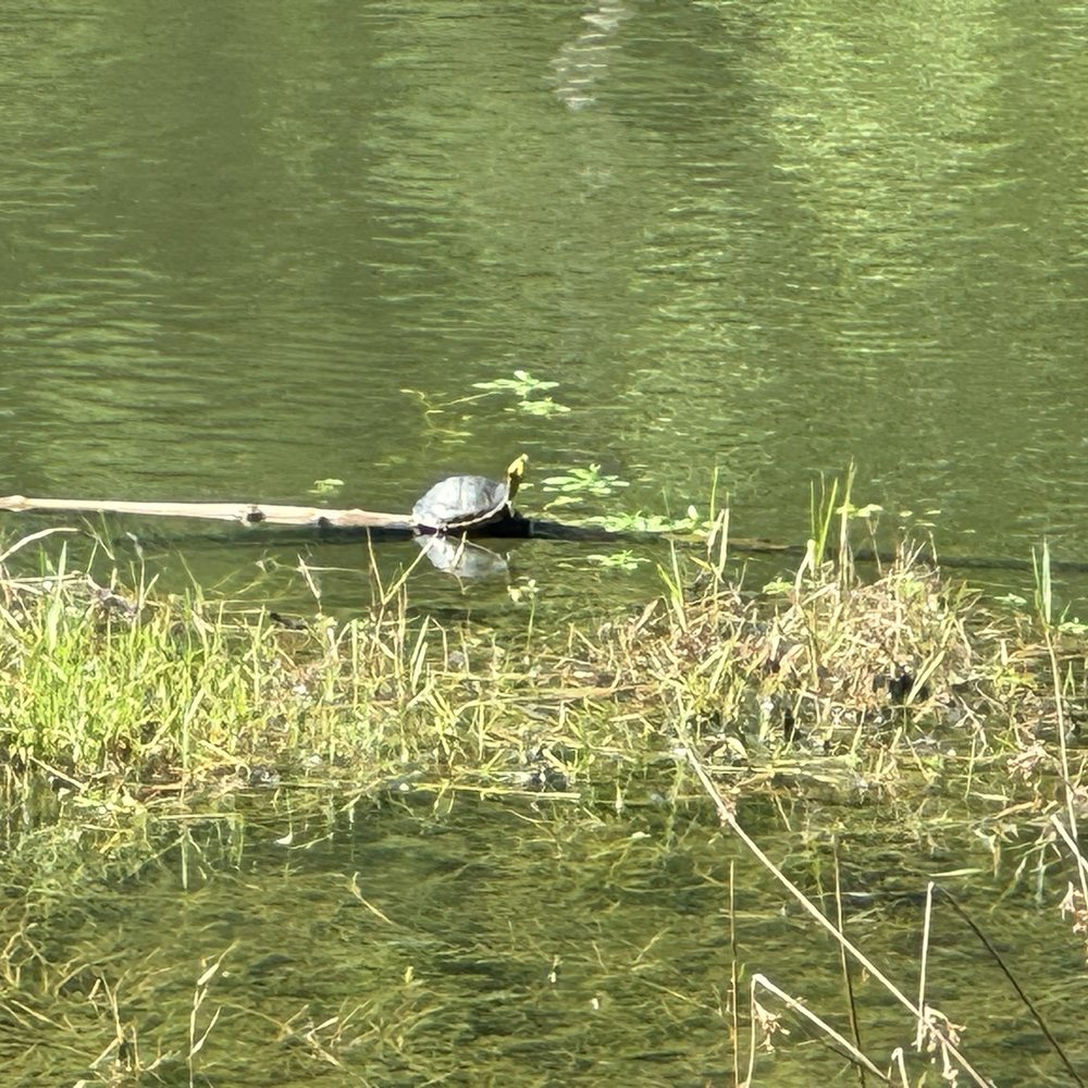 Tom Triplett Community Park - Pond Slider Turtle? - Tennis Near Me - Pooler, Georgia Tom Triplett Community Park - Pond Slider Turtle? - Tennis Near Me - Pooler, Georgia