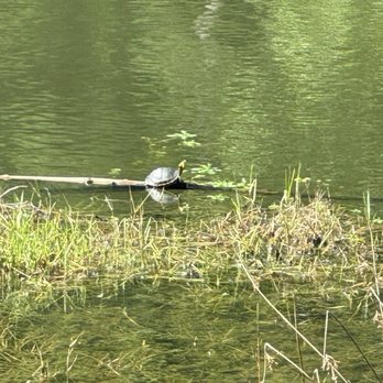 Tom Triplett Community Park - Pond Slider Turtle? - Tennis Near Me - Pooler, Georgia