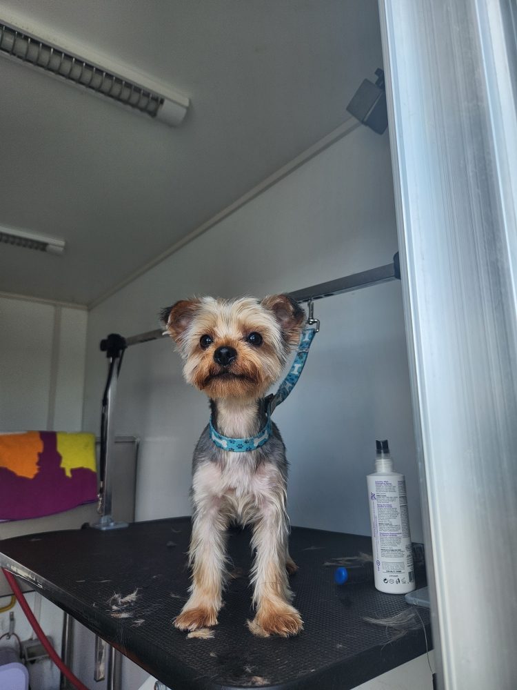 PUP N FLUF Updated July 2024 71 Photos & 61 Reviews Costa Mesa