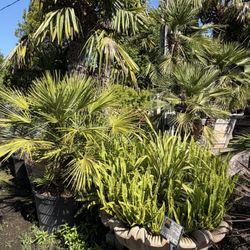 Palm trees