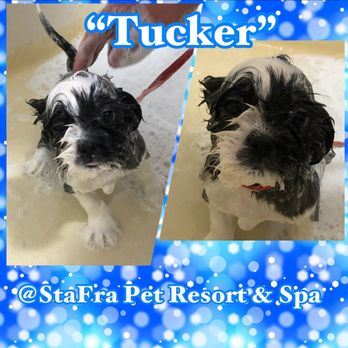 StaFra Pet Resort & Spa - Pet Groomers Near Me - Anderson, South Carolina StaFra Pet Resort & Spa - Pet Groomers Near Me - Anderson, South Carolina