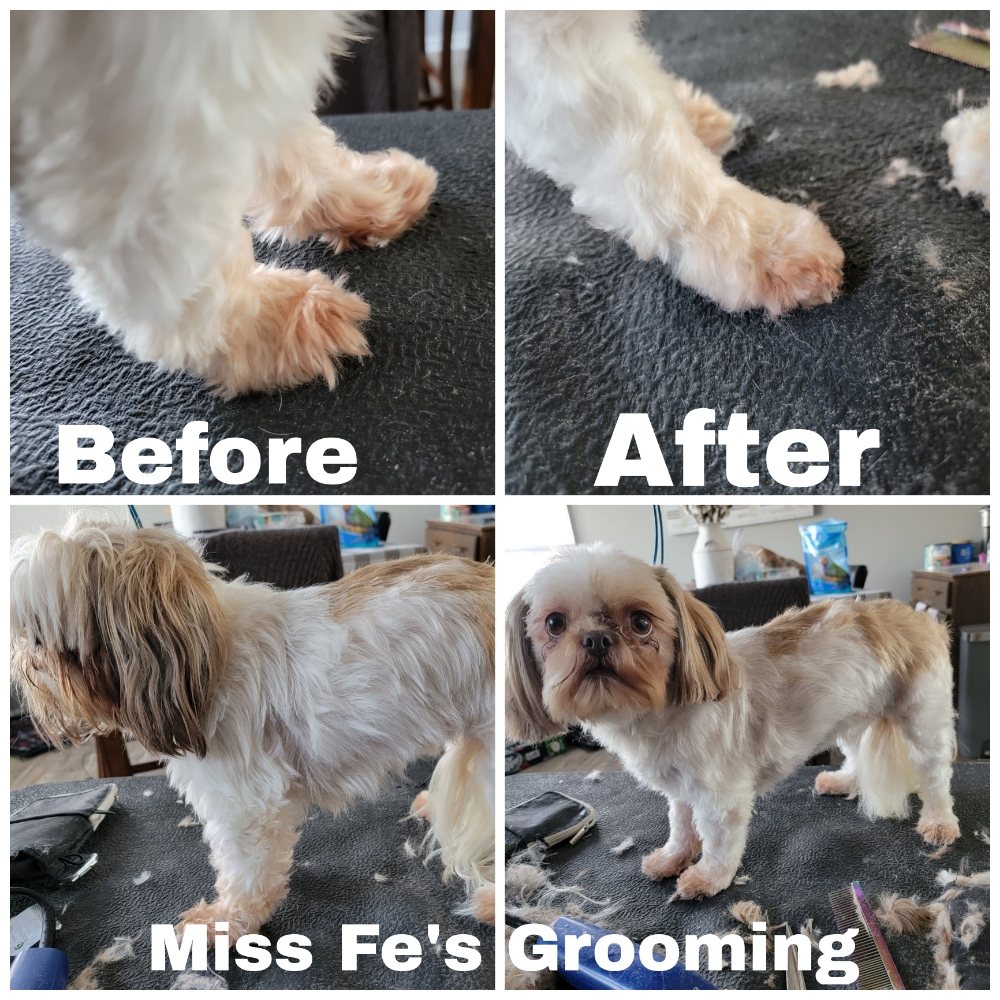 MISS FE’S GROOMING 11 Photos Clarksville, TN Yelp