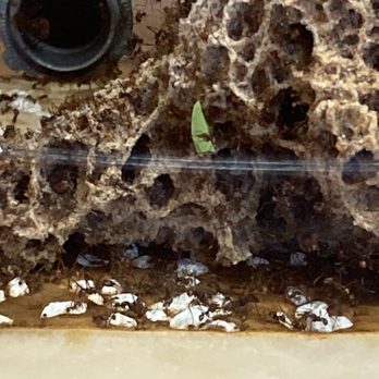 K-State Insect Zoo - Gotta feed the fungus which supports the whole colony - Zoos Near Me - Manhattan, Kansas