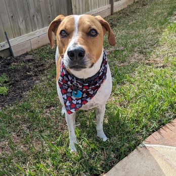 Wicked Pawz - Got a nifty bandanna today with my grooming. - Pet Groomers Near Me