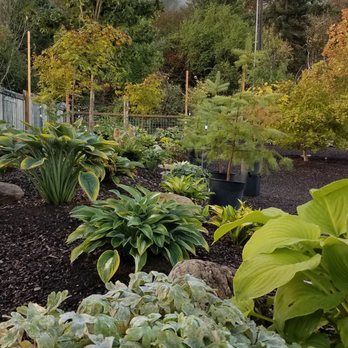 Sebright Gardens - Filling in nicely Hosta and ferns with Columbines and such for fillers. - Nurseries & Gardening Near Me - Salem, Oregon