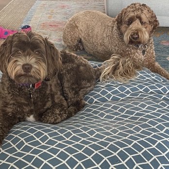 Austin Mobile Spaws - Before - Pet Groomers Near Me