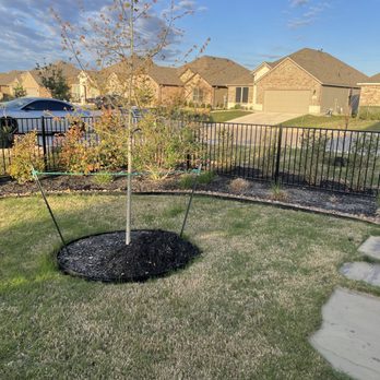 God’s Plan Lawn Services - a tree planted in a mulch bed - Lawn Services Near Me