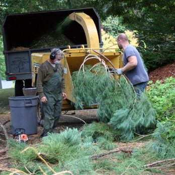 Mark Sigel Tree Service - Tree Services Near Me