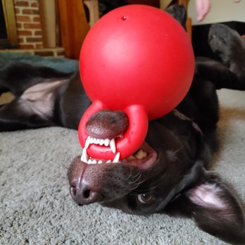 Training Spot - Pet Training Near Me - Eugene, Oregon