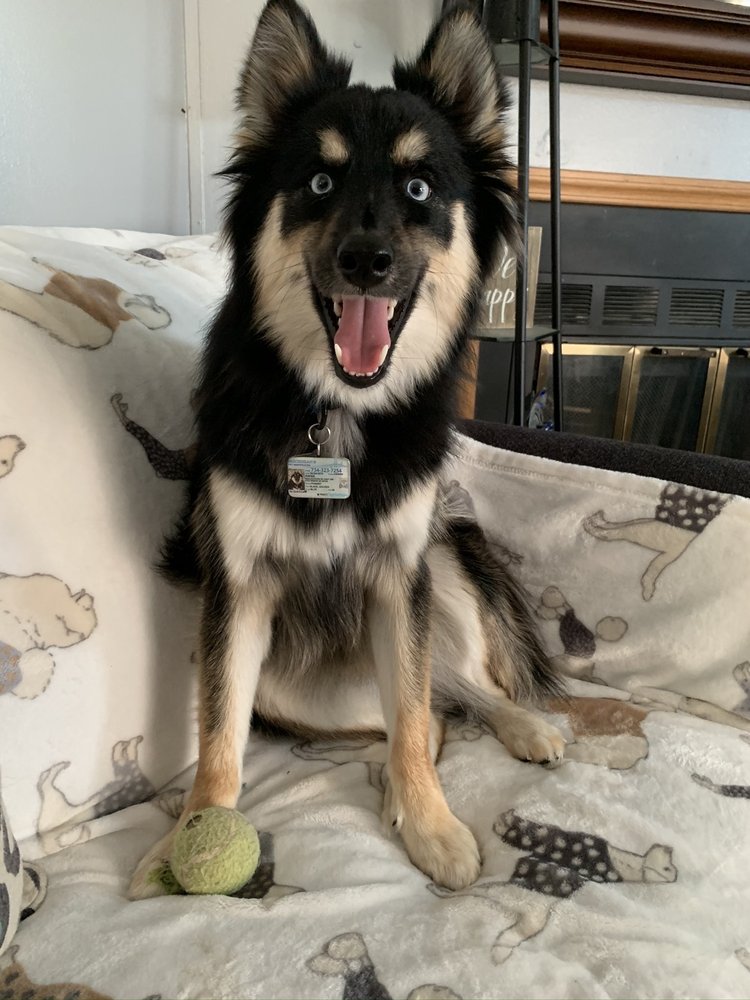 K’S GROOMING SALON Updated September 2024 961 Ecorse Rd, Ypsilanti