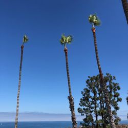 E B Professional Tree Service