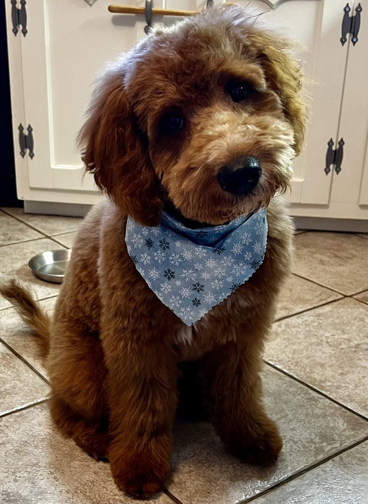 CHAMP’S DOG HOUSE MEDFORD Updated September 2024 70 Photos & 48