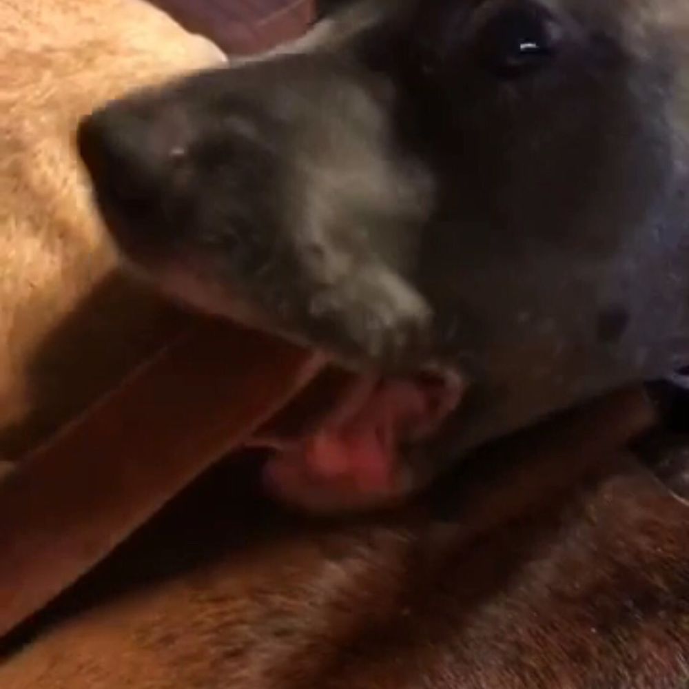 Rocky & Maggie's - Molly approved of her new Chewy..... she loves it. - Pet Stores Near Me - Houston, Texas Rocky & Maggie's - Molly approved of her new Chewy..... she loves it. - Pet Stores Near Me - Houston, Texas