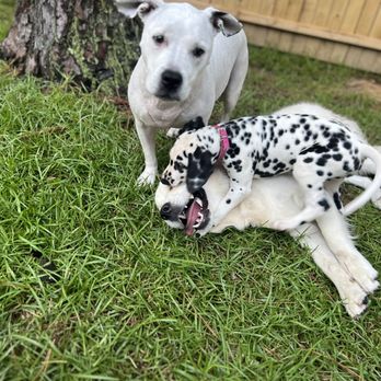 Gentle Grooming Graces - Baby, Opie and Elektra - Pet Groomers Near Me - Summerville, South Carolina Gentle Grooming Graces - Baby, Opie and Elektra - Pet Groomers Near Me - Summerville, South Carolina