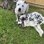 Photo of Gentle Grooming Graces