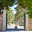 AVIGNONESI by null